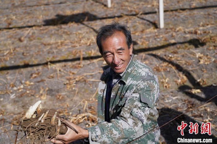 从林业基地到云药之乡云南丽江鲁甸乡完成生态转型蜕变