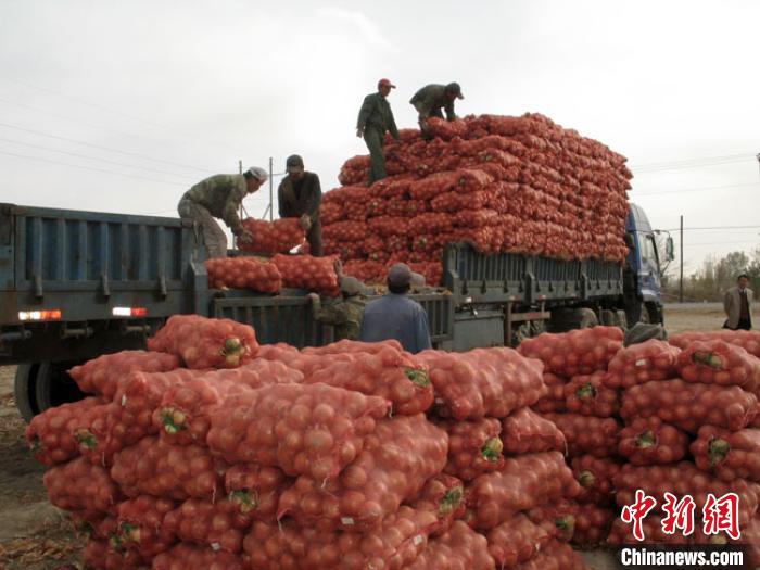 甘肃鲜洋葱出口呈“量价齐增”态势