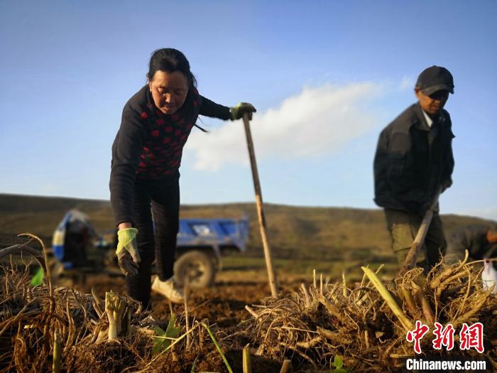甘肃冀打通丝路“药道”让“绿色”中医药香飘国际