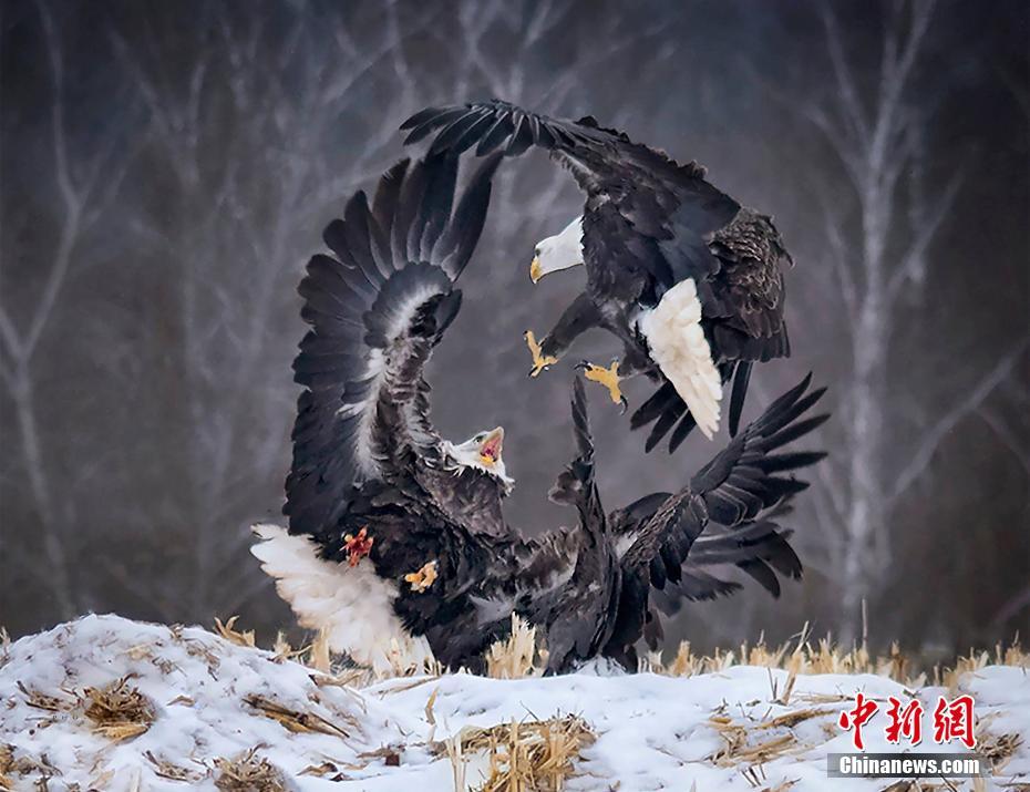 国际鸟类摄影师大赛举行 鸟类佳作让你重新认识“羽毛朋友”