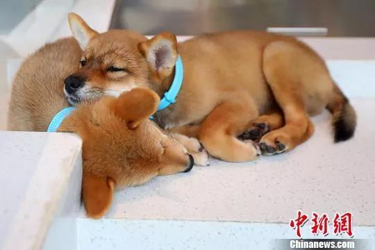 柴犬在呼呼大睡。<a target=