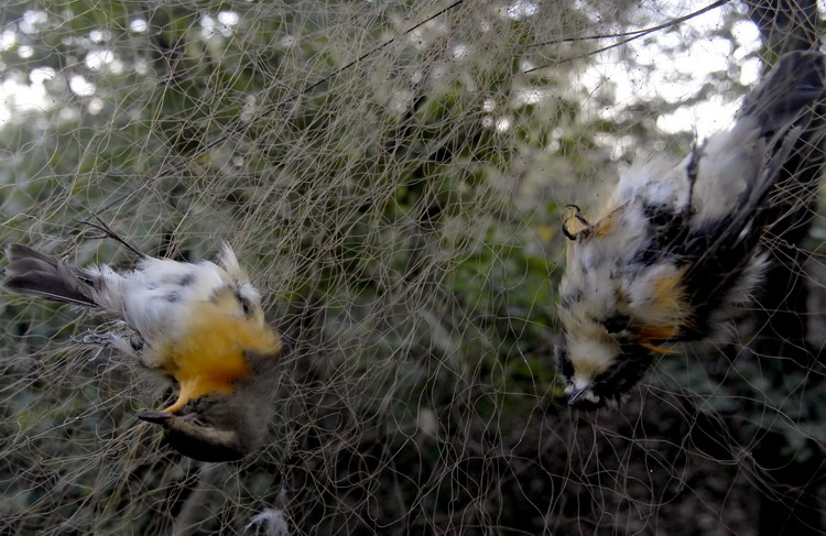 女子张网捕鸟近2000只 用播放器播放鸟鸣声诱捕野鸟近三分之一捕获中死亡