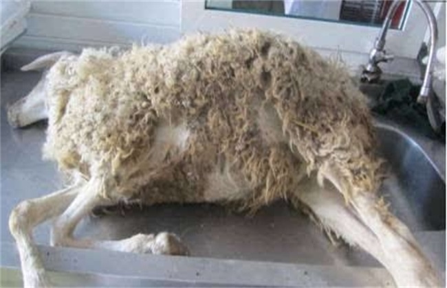 羊胃肠炎症状 羊胃肠炎治疗