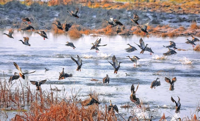 数万候鸟在此过冬 黄河小浪底迎来最佳观鸟季