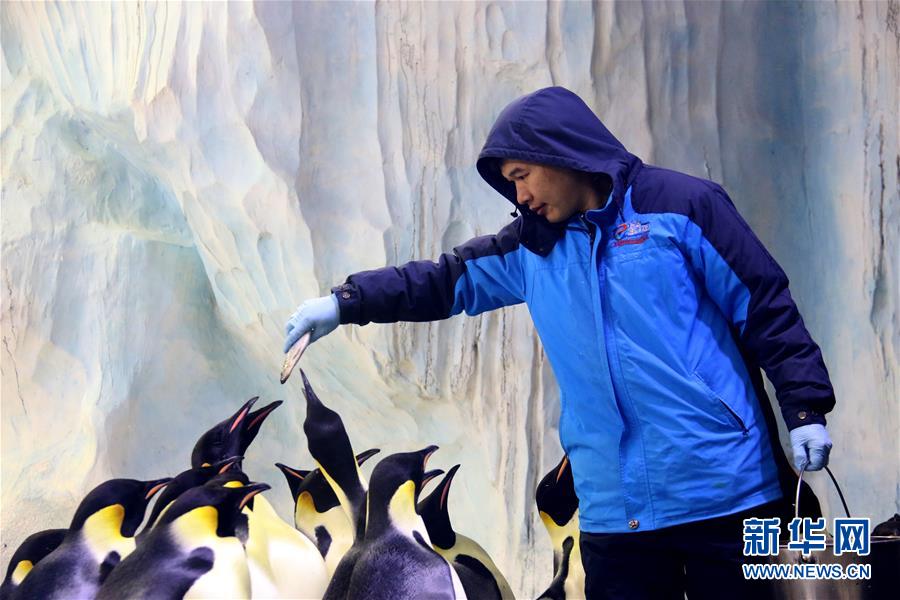 企鹅“老爸”林桂涛：我在亚热带养企鹅