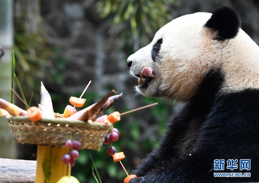 海南海口：葡萄、南瓜、竹笋等 大熊猫“撸串”迎新年