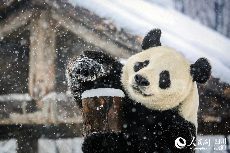 成都大熊猫娅双、二喜享受“雪季” 这下开心了