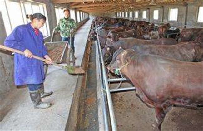 冬季肉牛增膘技巧