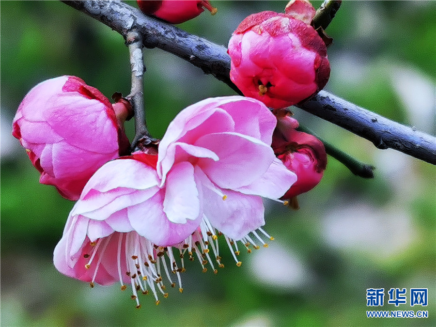 鲁山县：梅花、油菜花、迎春花等竞相绽放 芳香怡人