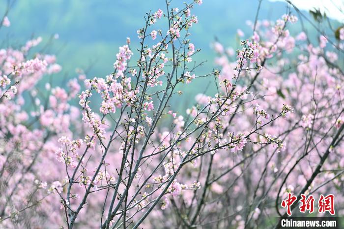 广西南宁：天气晴好 数百亩樱花绽放引游人