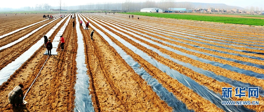 育紅薯苗、噴灑農(nóng)藥等 河洛大地春耕忙