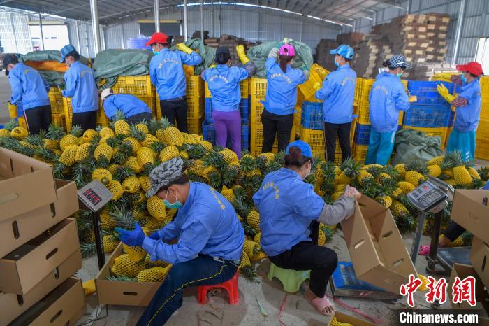 图为采摘工人在海南澄迈一凤梨打包基地分拣、包装凤梨。<a target=