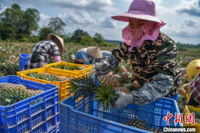 图为工人在海南澄迈一凤梨生产基地采摘、分拣凤梨。<a target=