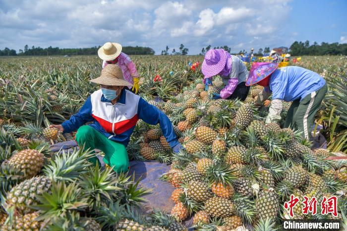 图为工人在海南澄迈一凤梨生产基地采摘、分拣凤梨。<a target=