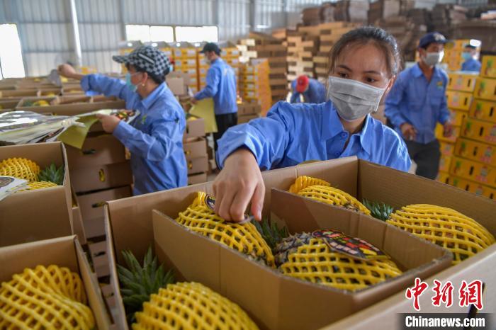 图为采摘工人在海南澄迈一凤梨打包基地分拣、包装凤梨。<a target=