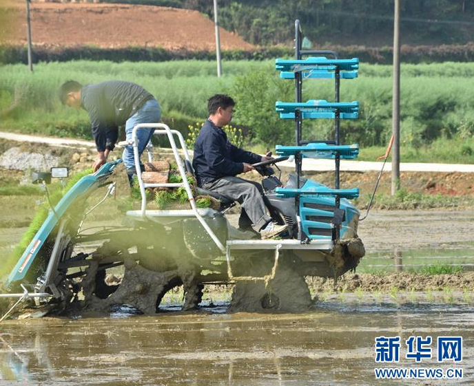 产粮大县春耕见闻—“机器军团”忙插秧