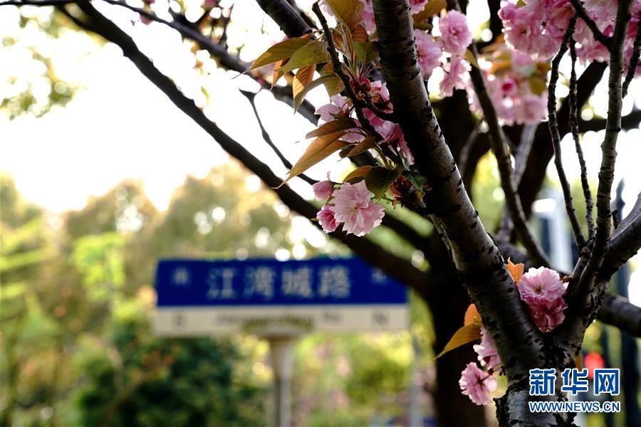 “落樱不扫”道路亮相上海 让市民全方位体验樱花之美