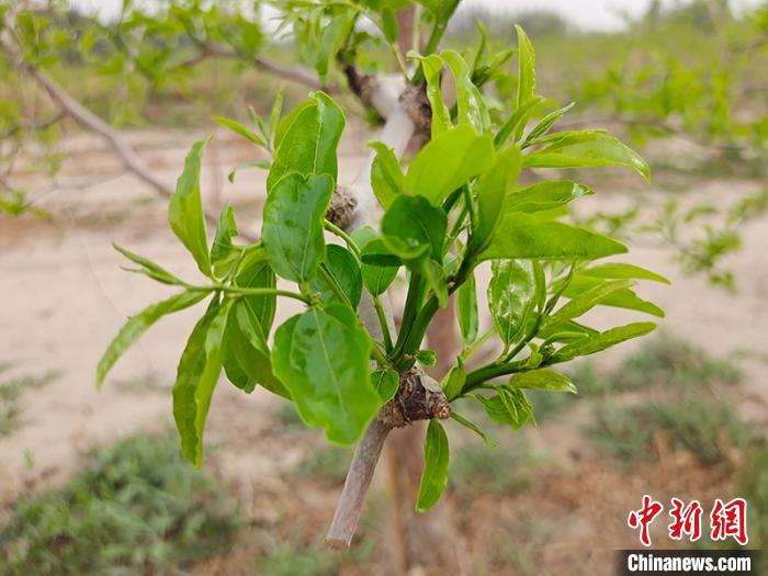 新疆“电商+合作社”销售红枣助力农户脱贫攻坚