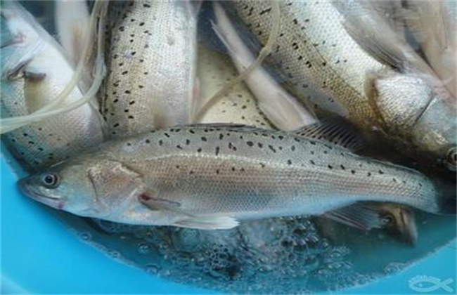 鲈鱼多少钱一斤？分淡水鲈鱼、海水鲈鱼和野生鲈鱼
