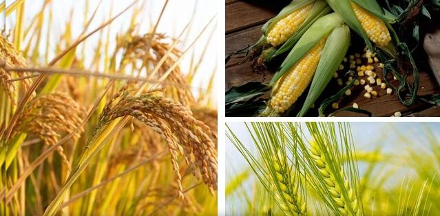 中国稻谷、小麦和玉米三大谷物自给率达到98.75%