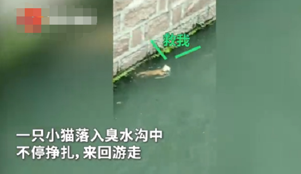 小猫臭水沟被困 被救时拼命游过去抓紧绳索