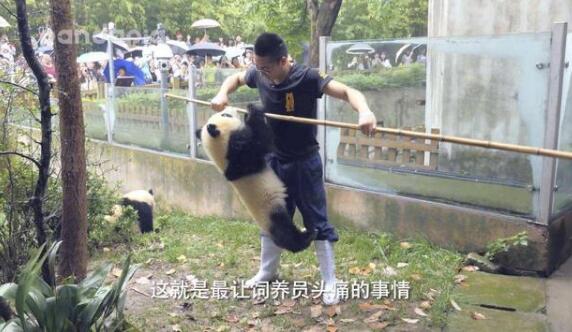 饲养员拿走了熊猫的竹子 熊猫：我跟你拼了！