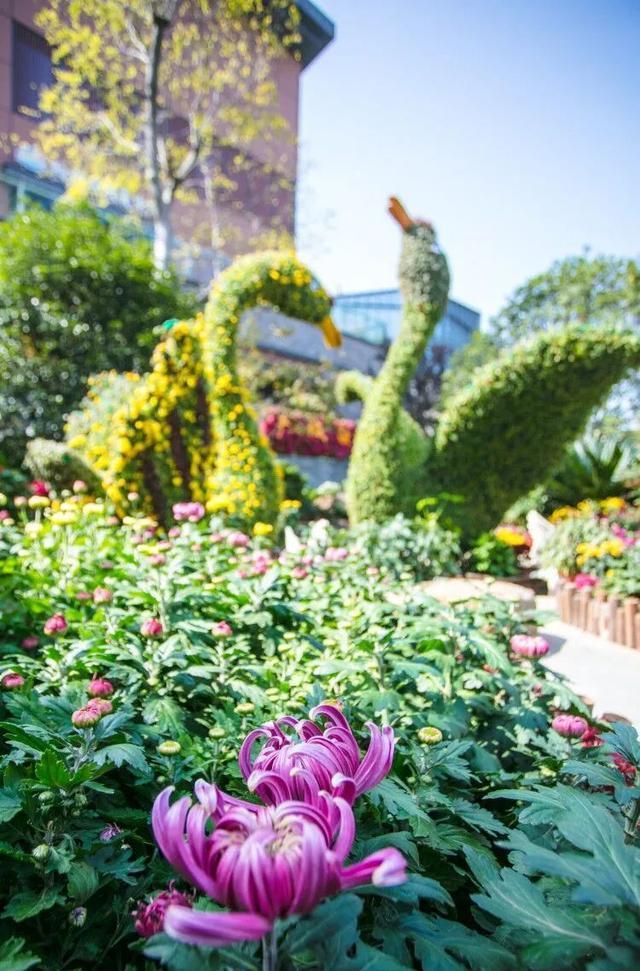 湖北宜昌第35届菊花展开幕 各色怒放的菊花扮靓城市