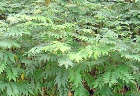 黄花梨树苗价格多少钱一棵？是上等的家居木材原料之一