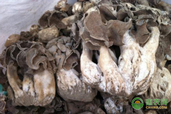 巴楚蘑菇多少钱一斤？市场批发价在400-1000元/斤不等