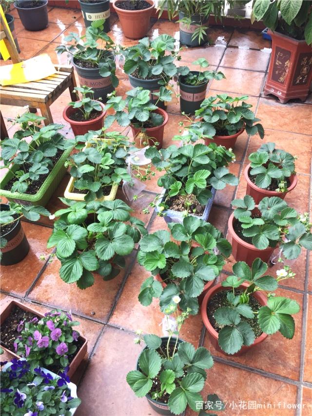 阳台上种草莓：苗期需要保持盆土水分在70%左右