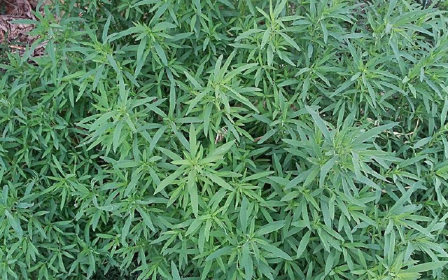 利小便、清湿热和补气益 这种植物用途广泛值得重视 