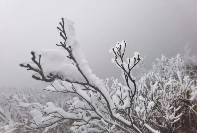 冰挂雾凇：冰销远涧怜清韵 雪远寒峰想玉姿