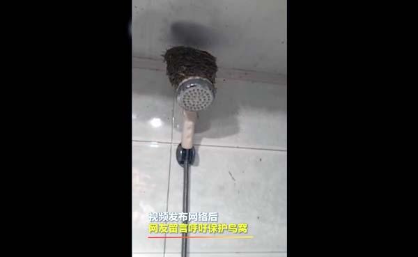 燕子在浴室花洒筑巢 这也太漂亮了！
