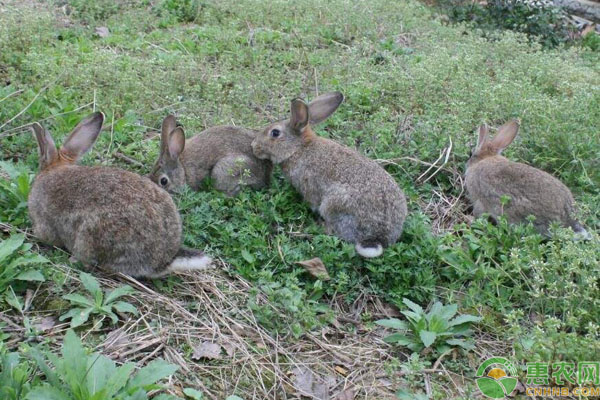 肉兔哪个品种好？新西兰兔、加利福尼亚兔