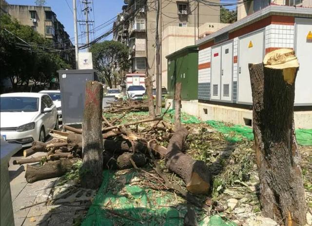 官方回应桂花巷桂花树被砍完 已及时制止