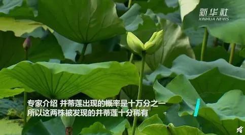 南京莫愁湖现两株并蒂莲 花语是：缠绵爱情，永结同心