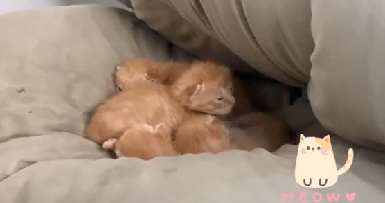 学生返校发现被窝多了一群小奶猫 宿舍还曾出现过蜂巢