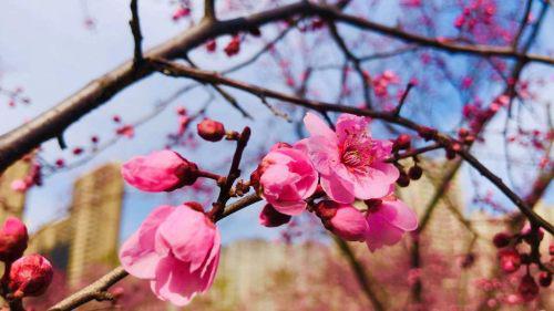 西安市开元公园梅花开放 有的同树开出双色花