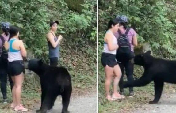 墨西哥3名女子路遇黑熊被熊抱 网友称其“勇敢”和“冷静”