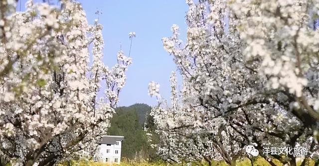 汉中洋县第十二届梨花节开幕 7条精品旅游观花线路任你选