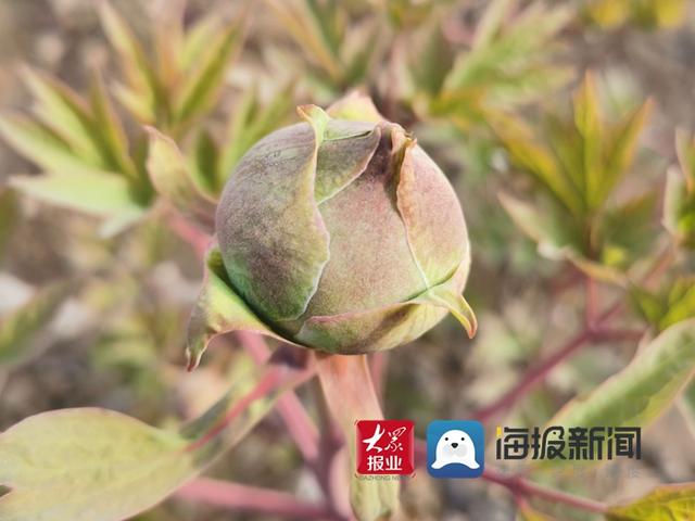 来菏泽曹州牡丹园看牡丹你准备好了吗？今年的牡丹格外大