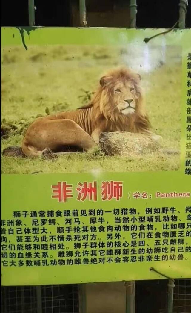 动物园回应狮笼内装金毛 暂未发现存在虚假宣传