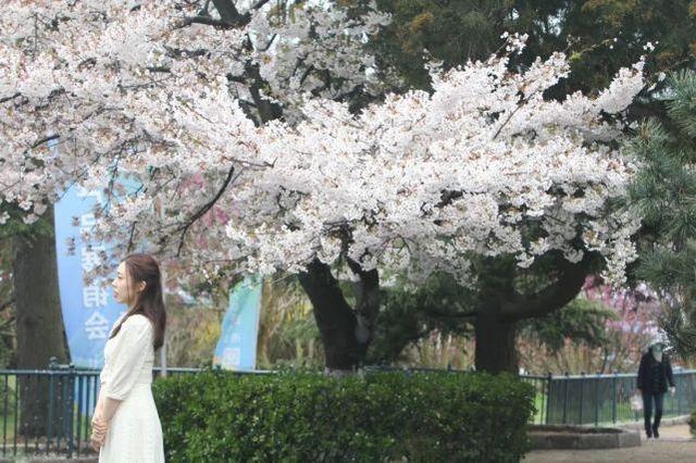 青岛中山公园的樱花更美啦 赶快来赏樱吧