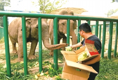 端午节将至 你猜动物园的大象爱吃“甜粽”还是“咸粽”？