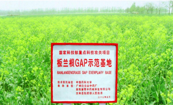 板蓝根种植成本效益详解