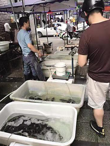 淡水鱼价格持续上涨 “鱼跃龙门”超过“二师兄”了