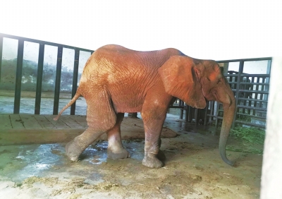 郑州市动物园大象非非去世 谢谢你曾来过 