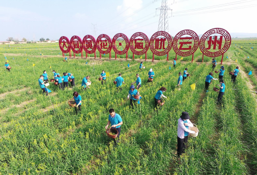 以安全化打造产业品牌生态 “大同黄花”香飘全国