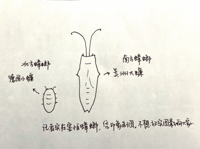 南方蟑螂怎么越来越多？跟着快递盒来的？