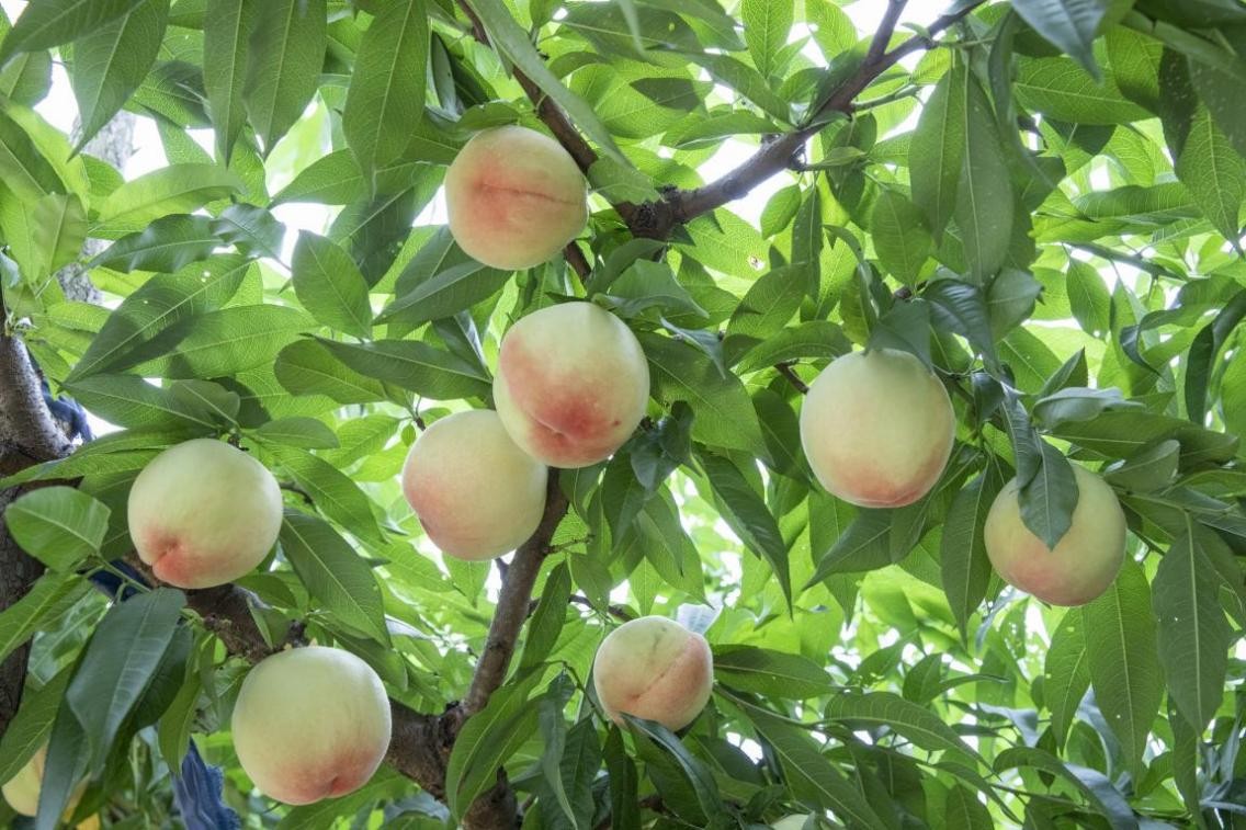 为何凤凰水蜜桃能让人回忆起童年味道？